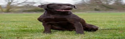 Labrador Retriever dogs for sale: Chocolate puppies from fully health tested parents - Advert 4