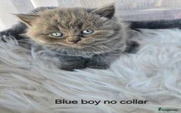 British Shorthair cats for sale: A charming kitten will be available in December. - Image 31