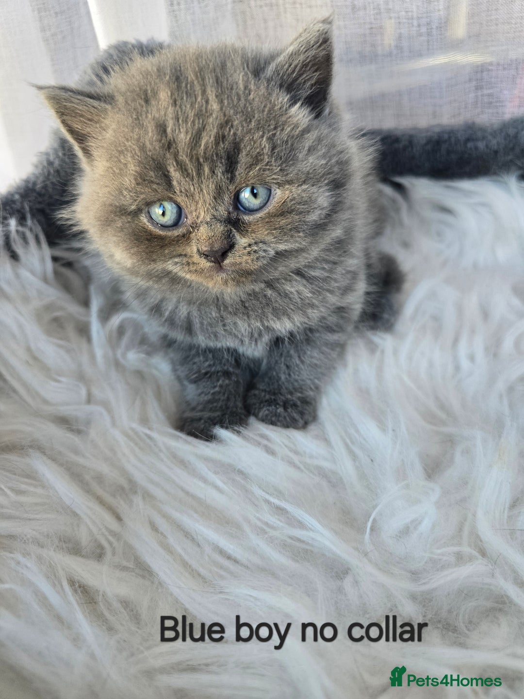 British Shorthair cats for sale: A charming kitten will be available in December. - Image 31