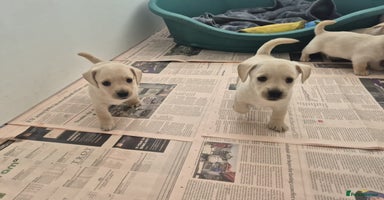 West Highland Terrier dogs - Advert 1
