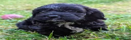 Cockapoo dogs for sale: Licensed breeder, health tested F1 cockapoos - Advert 26
