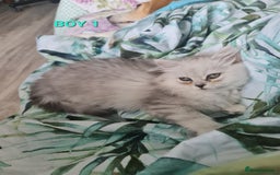 Persian cats for sale: 2 Boys left! Persian Chinchilla kittens - Image 2