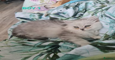 Persian cats - Advert 9