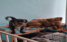 Mixed Breed dogs for sale: Brother and sister MUST stay together  - Image 1