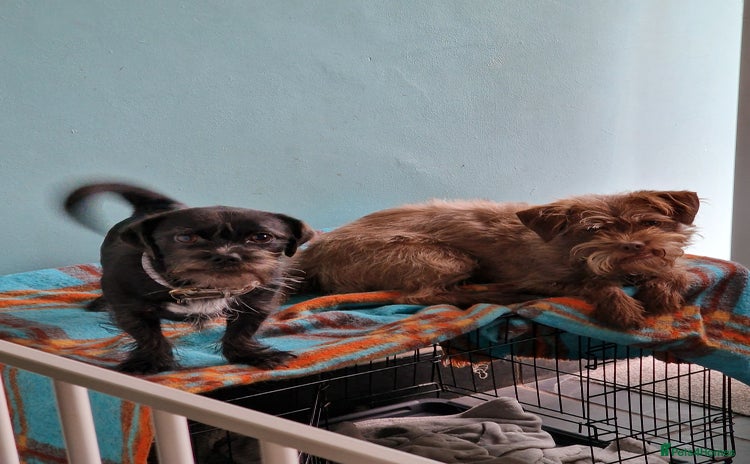 Mixed Breed dogs - Advert 2
