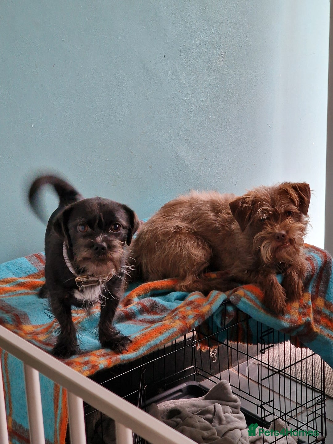 Mixed Breed dogs for sale: Brother and sister MUST stay together  - Image 1