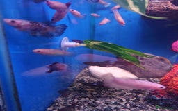Other/Mixed Breed fish for sale: Fish Stock List - Updated Regularly  - Image 36