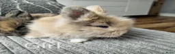Lionhead rabbits for sale: Lionhead double maned - Advert 3