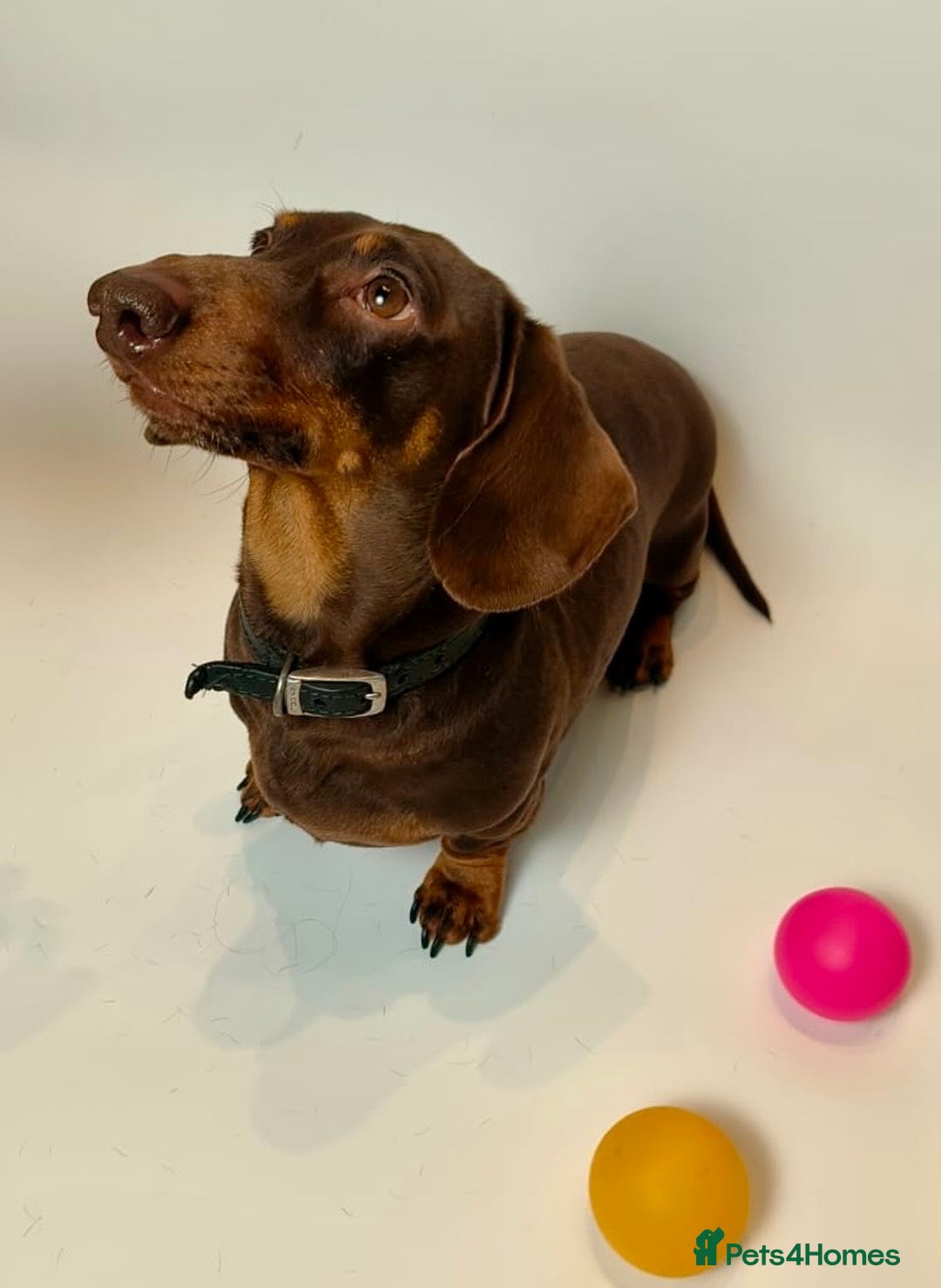 Miniature Dachshund dogs for stud: Miniature dachshund stud in Welling - Advert 3