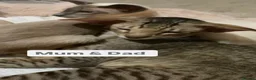 Oriental cats for sale: Male Chocolate point  - Advert 9
