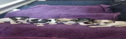 Jack Russell dogs for sale: Jack Russell puppies, full pedigree  - Advert 11