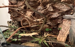 Gecko reptiles for sale: Adult Crested Gecko  - Image 2