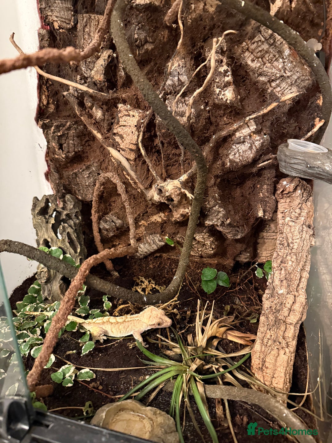 Gecko reptiles for sale: Adult Crested Gecko  - Image 2
