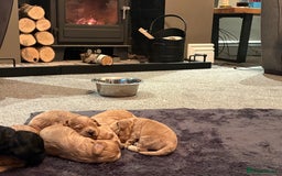 Cavapoo dogs for sale: Stunning Litter of F1B Cavapoo Puppies - Image 4