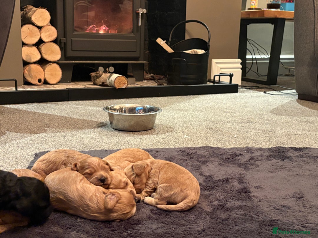 Cavapoo dogs for sale: Stunning Litter of F1B Cavapoo Puppies - Image 4