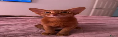Abyssinian 2