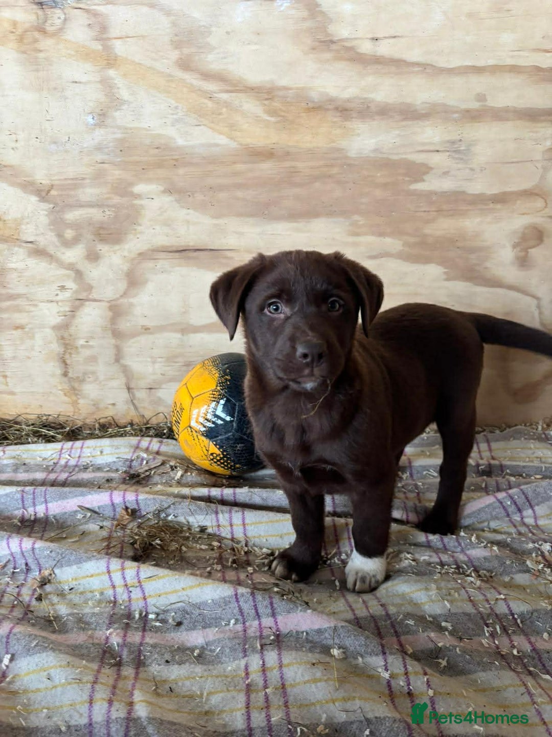 Mixed Breed dogs for sale: Chunky Chocolate Labrador cross Sheepdog - Advert 9