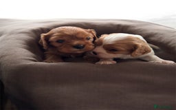 Cavalier King Charles Spaniel dogs for sale: Stunning top quality KC reg Ruby boy remaining  - Image 6