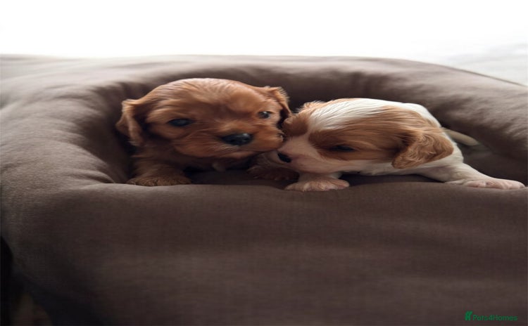 Cavalier King Charles Spaniel dogs - Advert 10