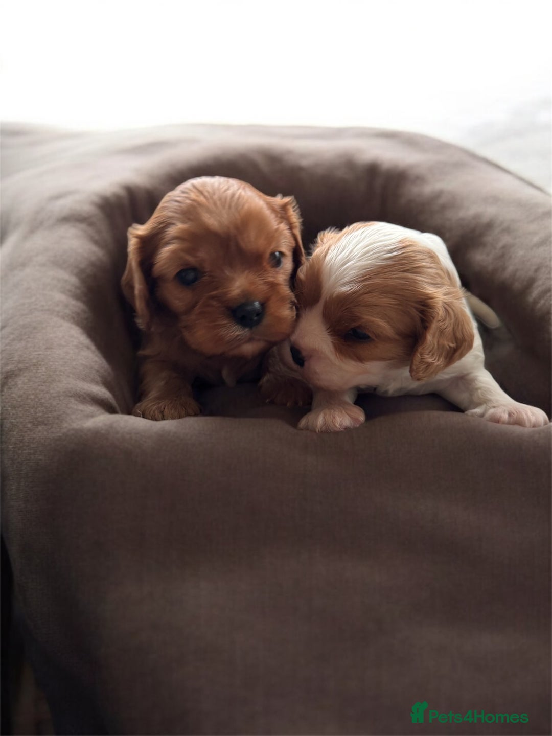 Cavalier King Charles Spaniel dogs for sale: Stunning top quality KC reg Ruby boy remaining  - Image 6