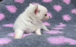Pomchi dogs for sale: Super TINY white chihuahua x Korean Pom READY NOW - Image 14