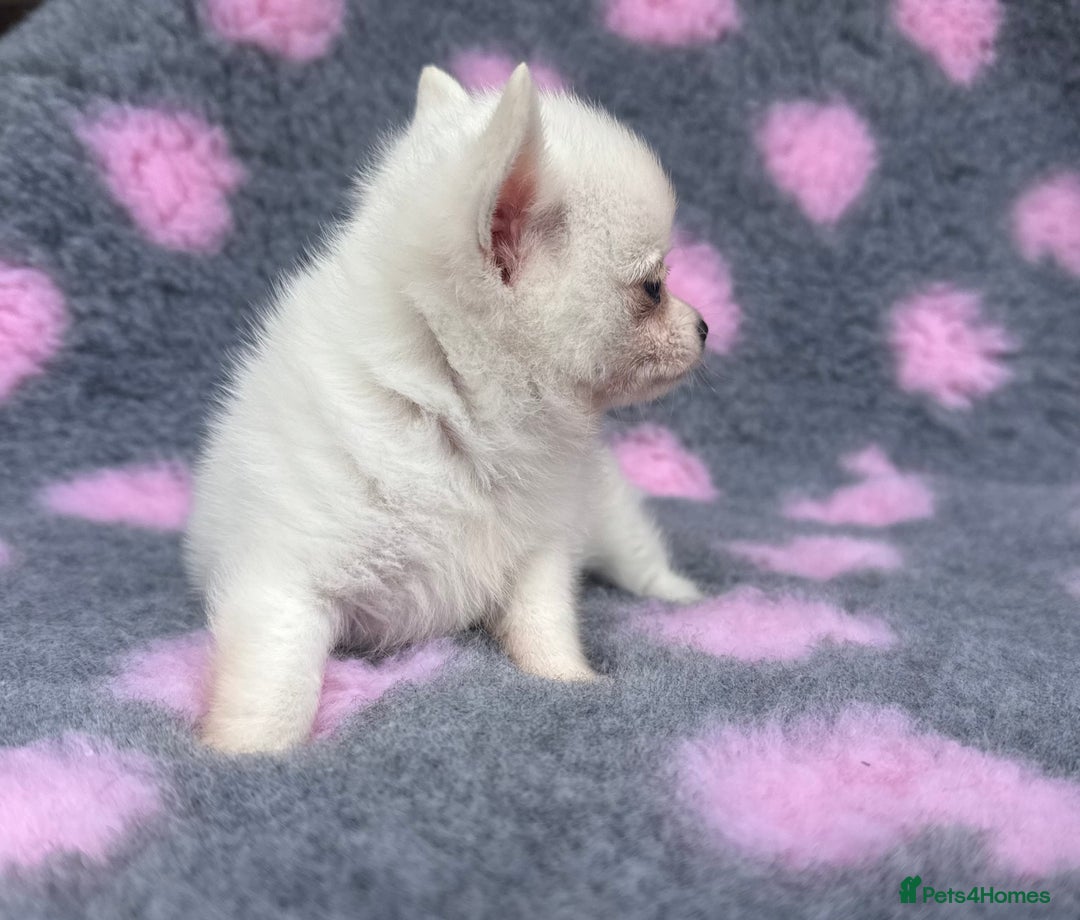 Pomchi dogs for sale: Super TINY white chihuahua x Korean Pom READY NOW - Image 14