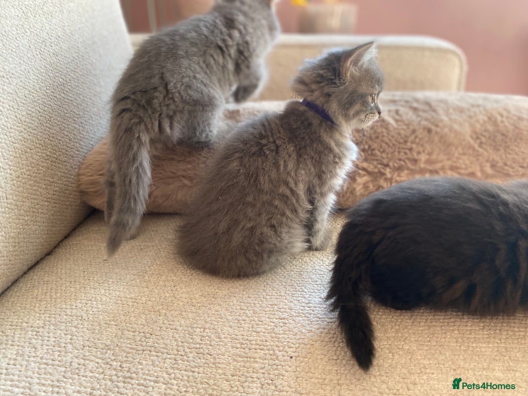 Siberian cats for sale: Siberian x British Shorthair Girls  - Image 17
