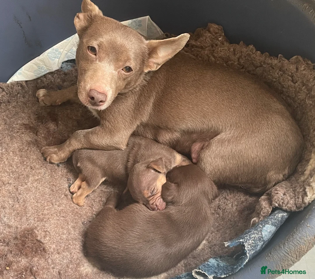 Jack Russell dogs for sale: 2 Gorgeous Tiny Jack Russell Puppies  in Warrington - Advert 2