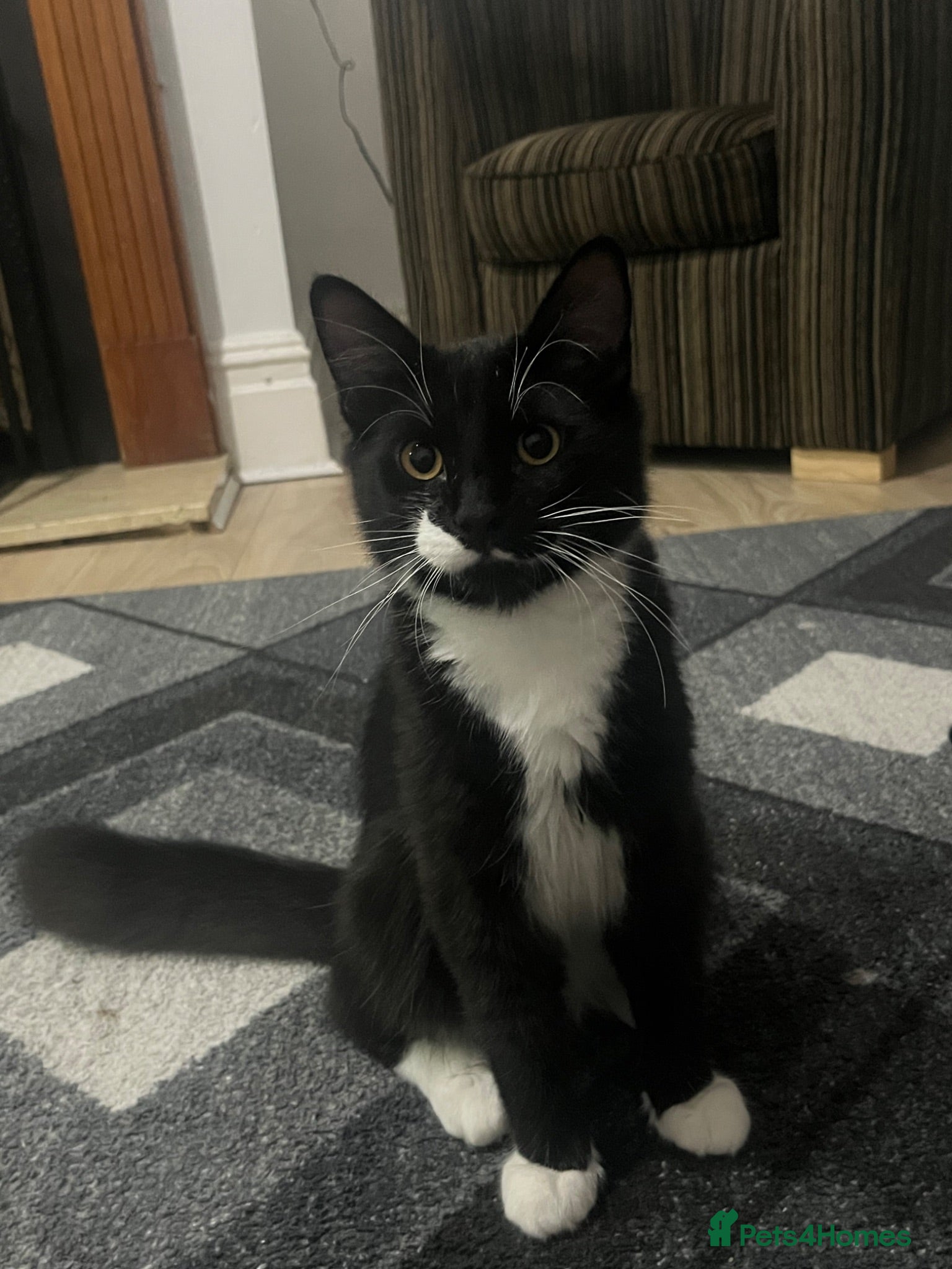 Mixed Breed cats Lovely 8-Month-Old Male Tuxedo Seeking Home - Advert 1