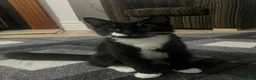 Mixed Breed cats for sale: Lovely 8-Month-Old Male Tuxedo Seeking Home - Advert 1