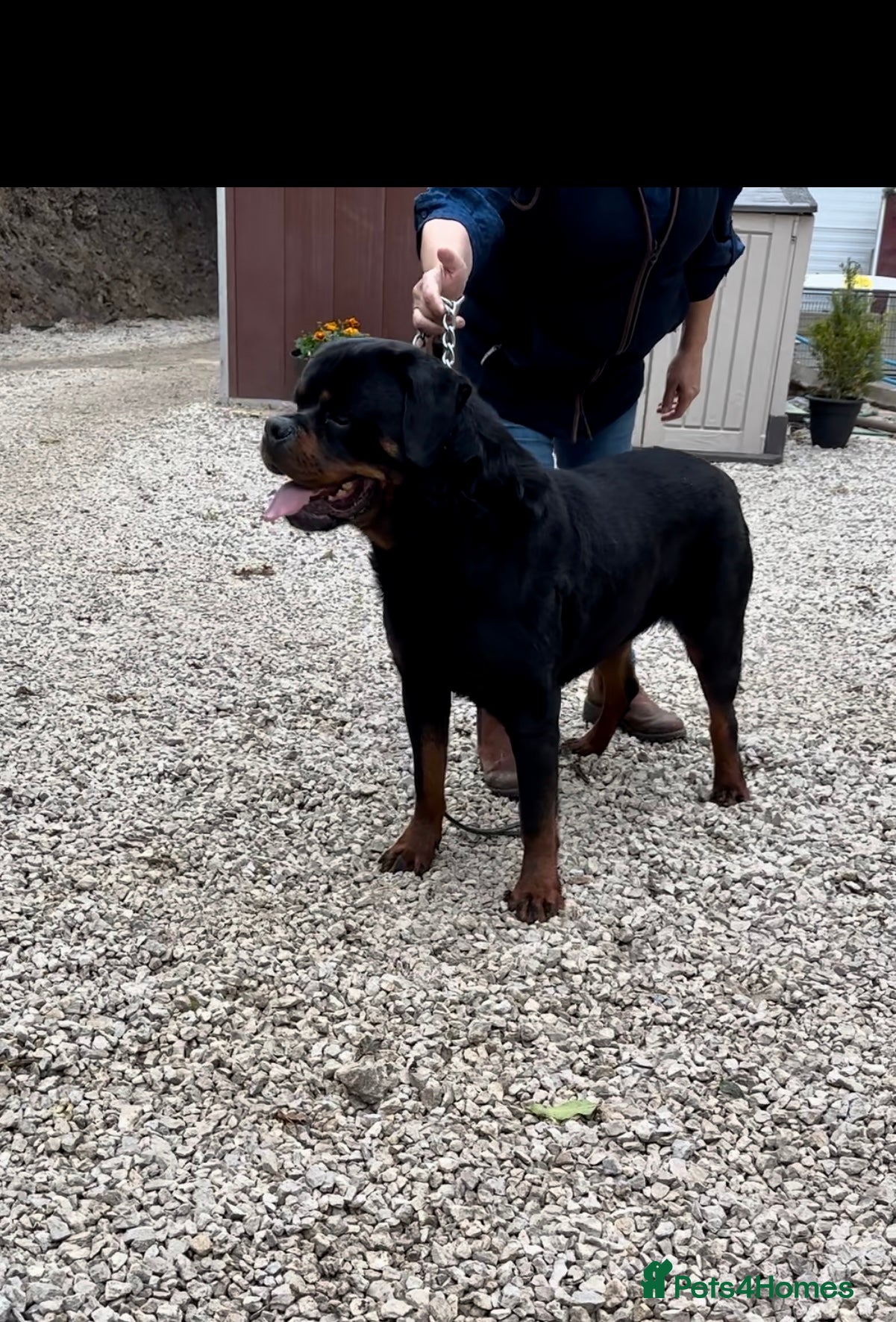 Rottweiler dogs Best of the best Rottweilers ready next week 🔥🏡 - Advert 5