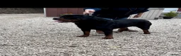 Rottweiler dogs for sale: Best of the best Rottweilers ready next week 🔥🏡 - Advert 1