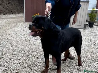 Rottweiler dogs Best of the best Rottweilers ready next week 🔥🏡 - Advert 5
