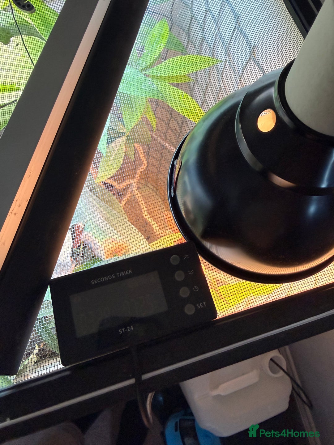 Chameleon reptiles for sale: Male Ambilobe Juvenile Chameleon and set up - Advert 2