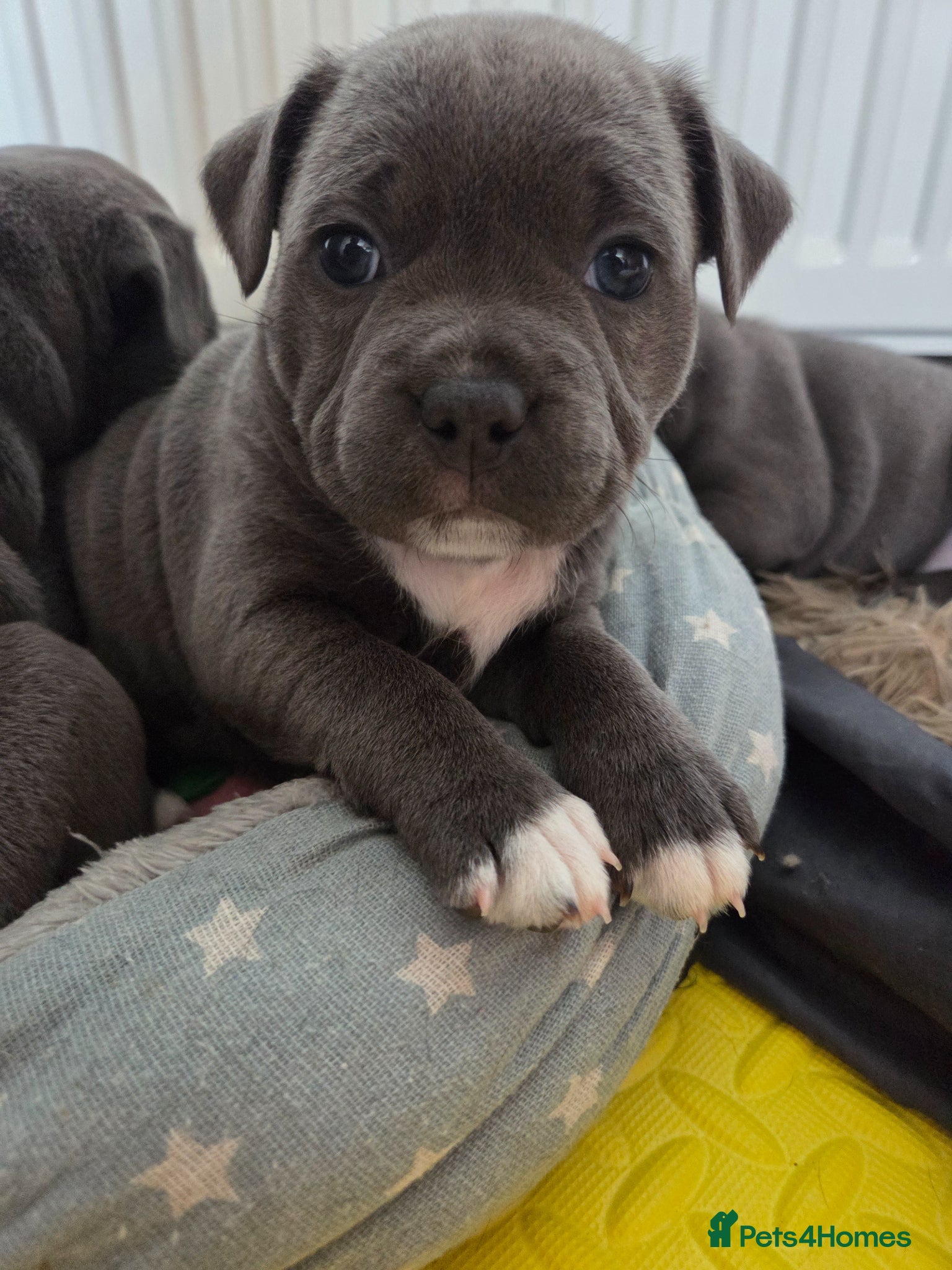Staffordshire Bull Terrier dogs Top Quality KC Registered Staffy Puppies - Advert 1