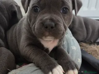 Staffordshire Bull Terrier dogs Top Quality KC Registered Staffy Puppies - Advert 1