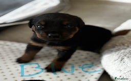 Rottweiler dogs for sale: Gorgeous girl Rottie pups - Image 6