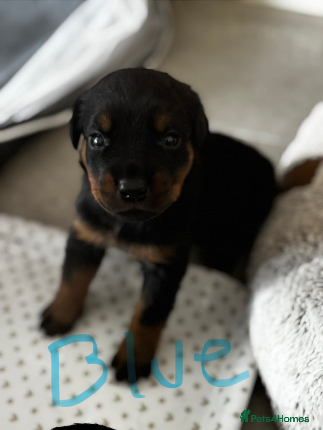 Rottweiler dogs for sale: Gorgeous girl Rottie pups - Image 6