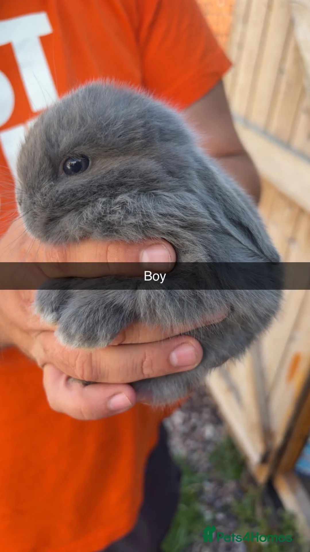 Mini Lop rabbits for sale: Mini lop babies - Advert 1