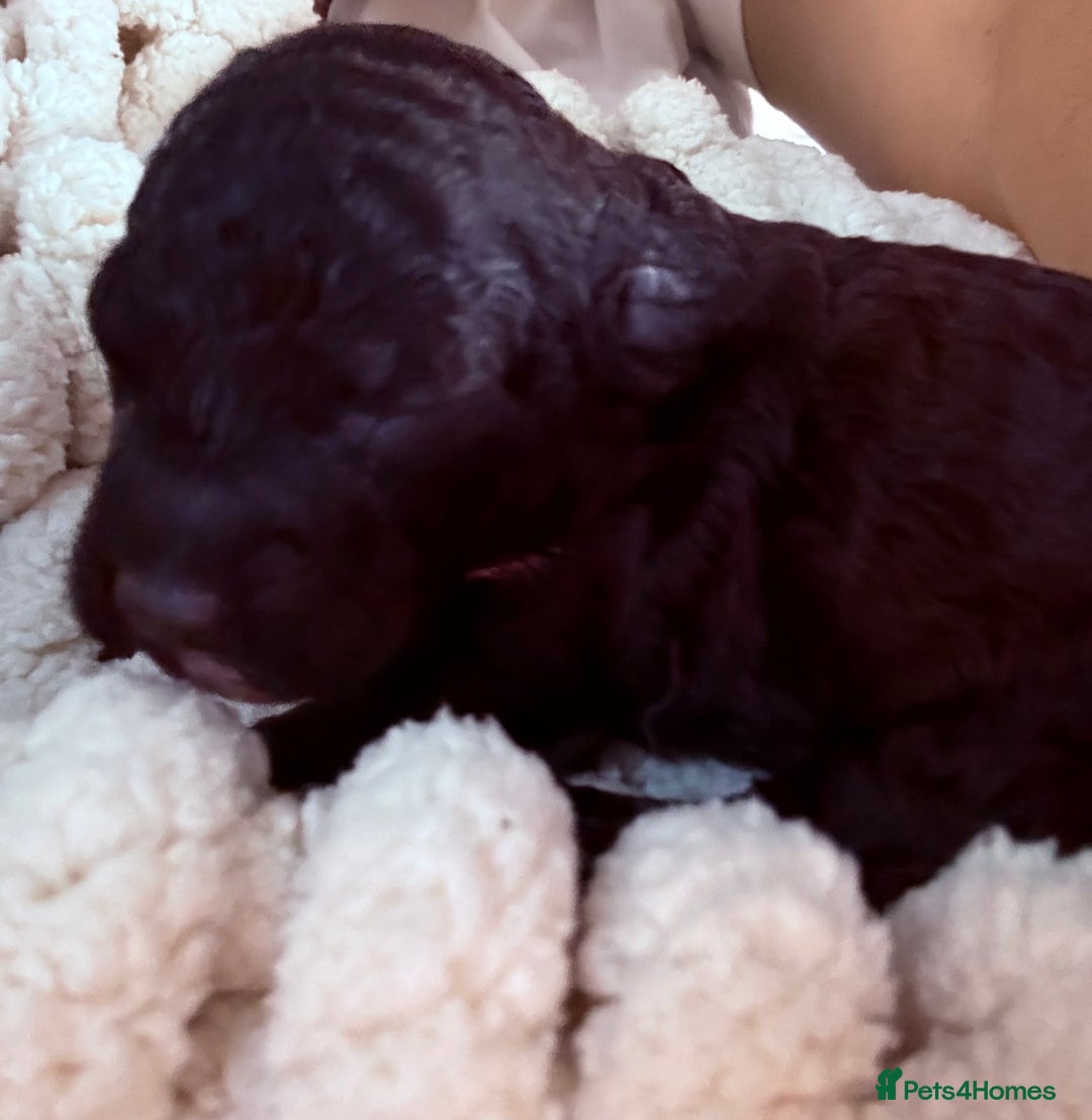 Sproodle dogs for sale: F2 Sproodle Puppies - Image 6