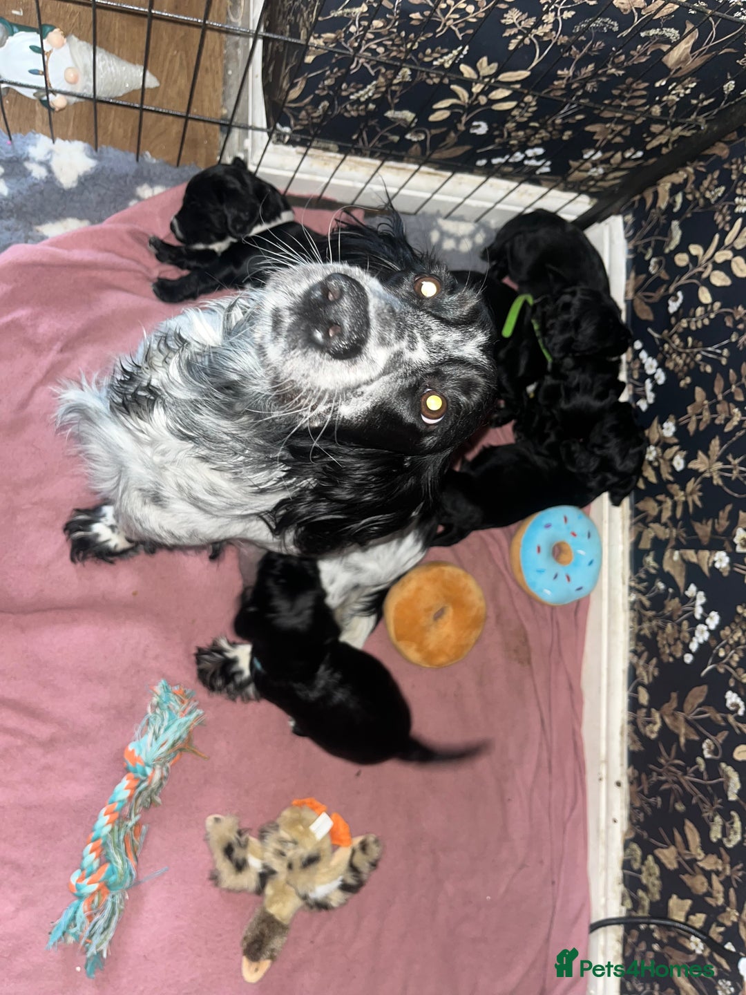 Cocker Spaniel dogs for sale: Cocker spaniel puppies  - Image 9