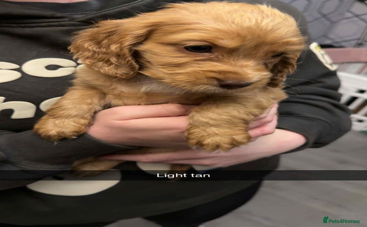 Cocker Spaniel dogs - Advert 4
