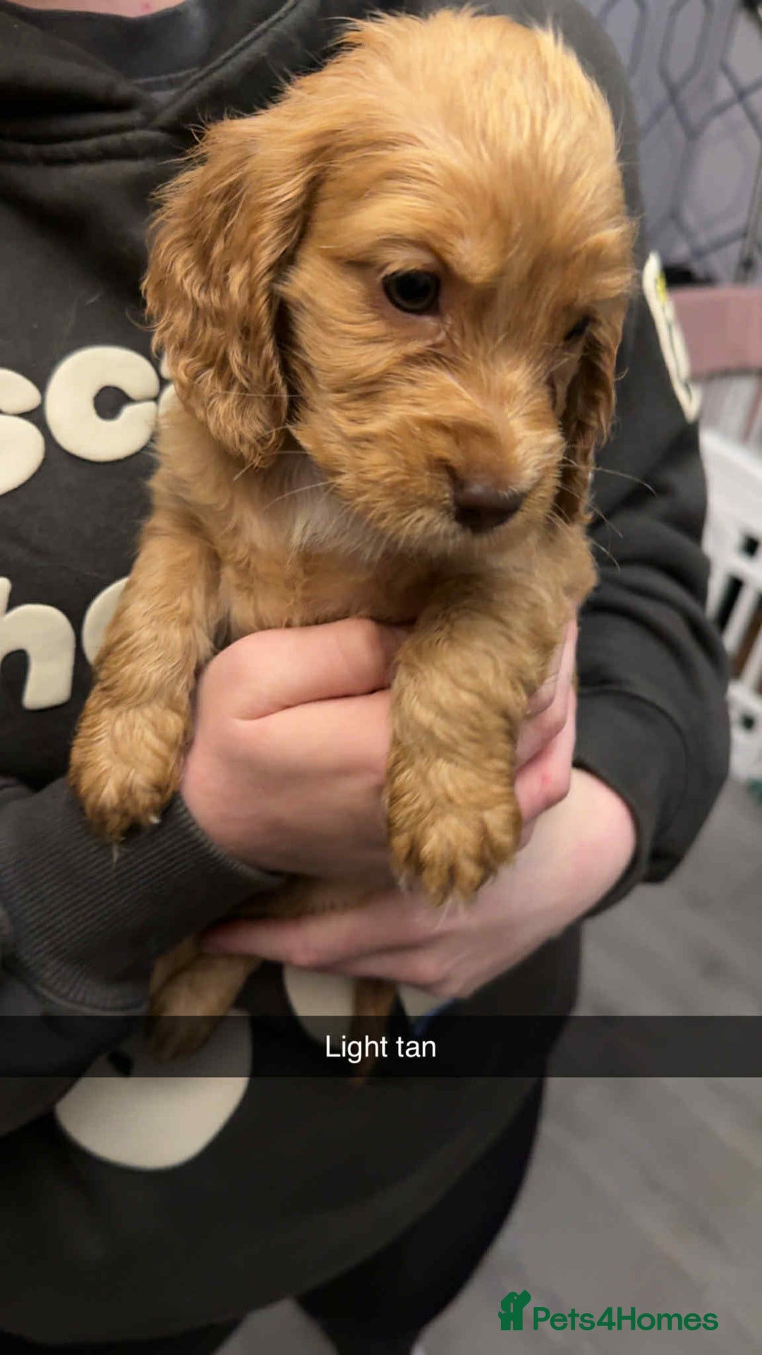 Cocker Spaniel dogs for sale: 5 th Generation Cocker Spaniel Pups/Ready to leave - Image 1