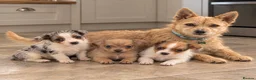 Jack Russell dogs for sale: Last Boy Puppy Remaining!  - Advert 2