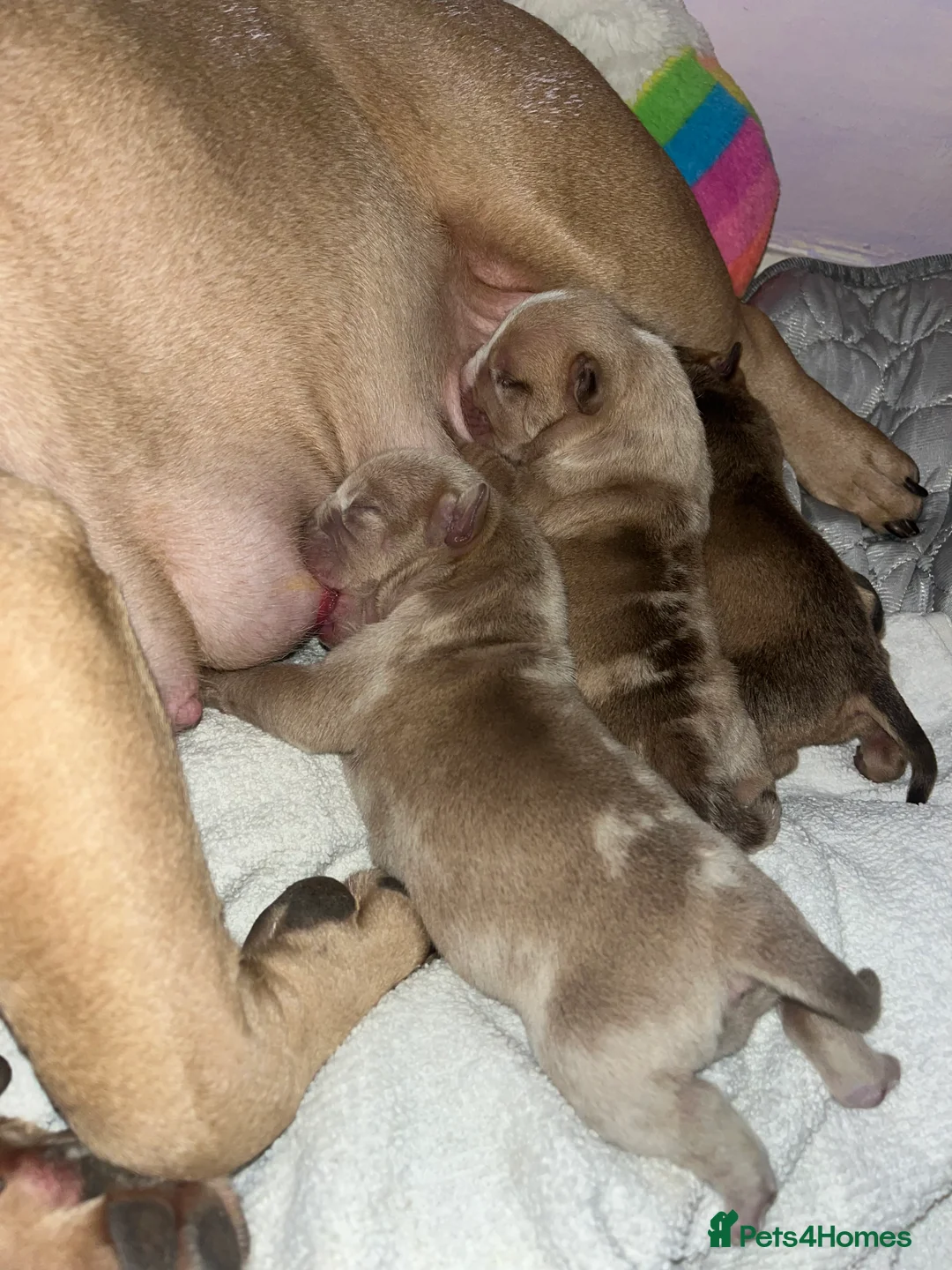 American Bully dogs for sale: Exotic micro pocket bullys🐶🥰 in Leyland - Advert 2