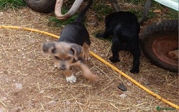 Jack Russell dogs for sale: Adorable Markiejack puppies - Image 23