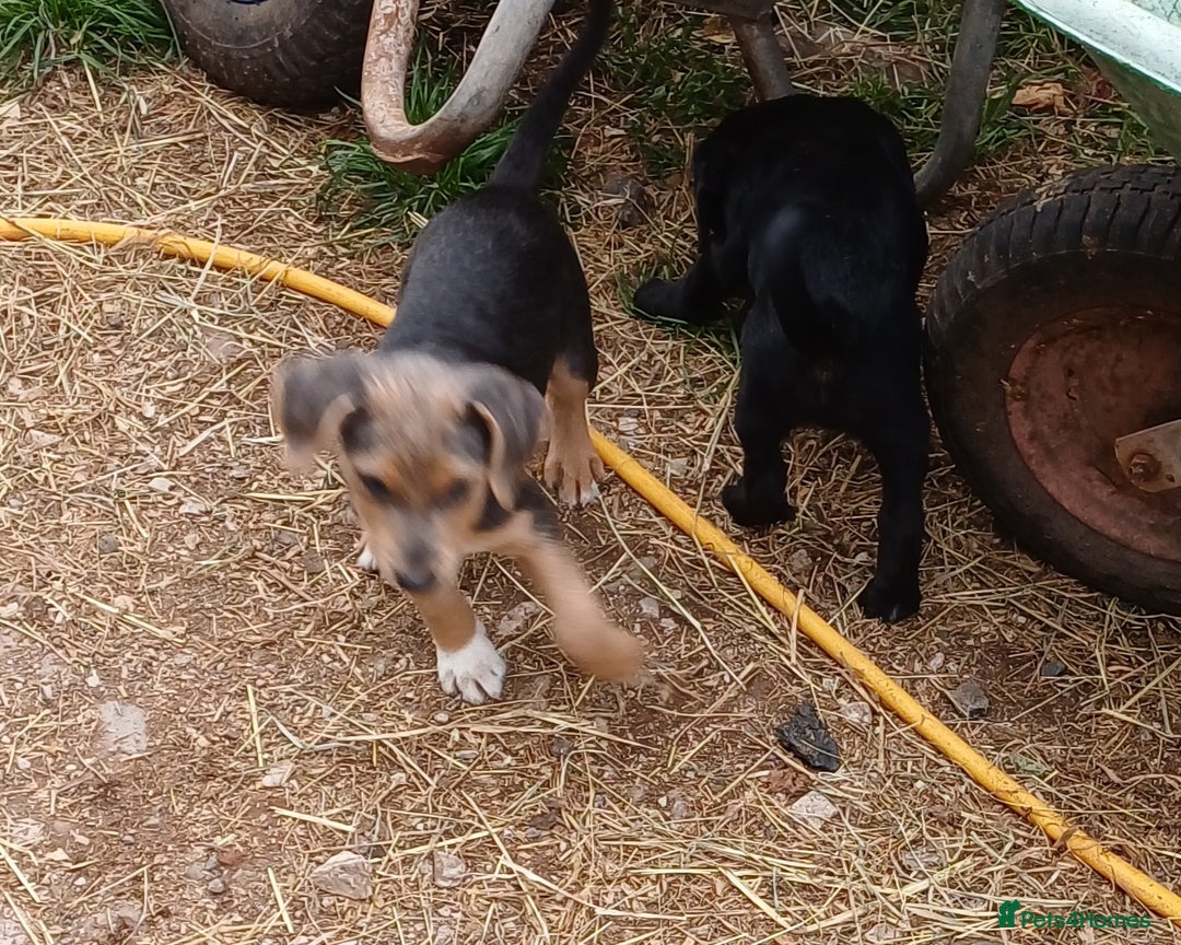 Jack Russell dogs for sale: Adorable Markiejack puppies - Image 23
