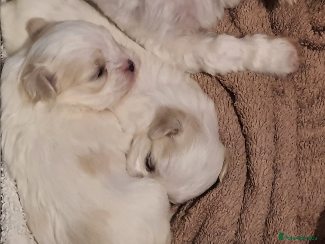 Maltese dogs for sale: Kc Small Korean maltese puppies - Advert 4