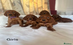 Irish Setter dogs for sale: Irish Setter Puppies 💜 - Image 2