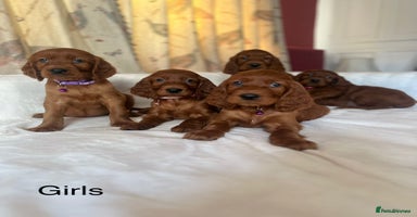 Irish Setter dogs - Advert 8